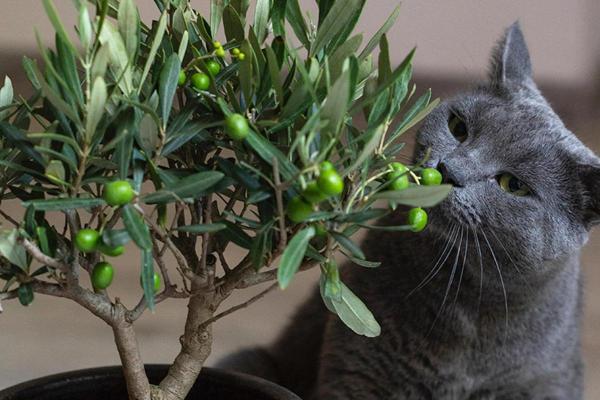 ¿Las aceitunas son malas para los gatos? - Seguridad de las aceitunas y del aceite de oliva - Beneficios de las aceitunas para los gatos