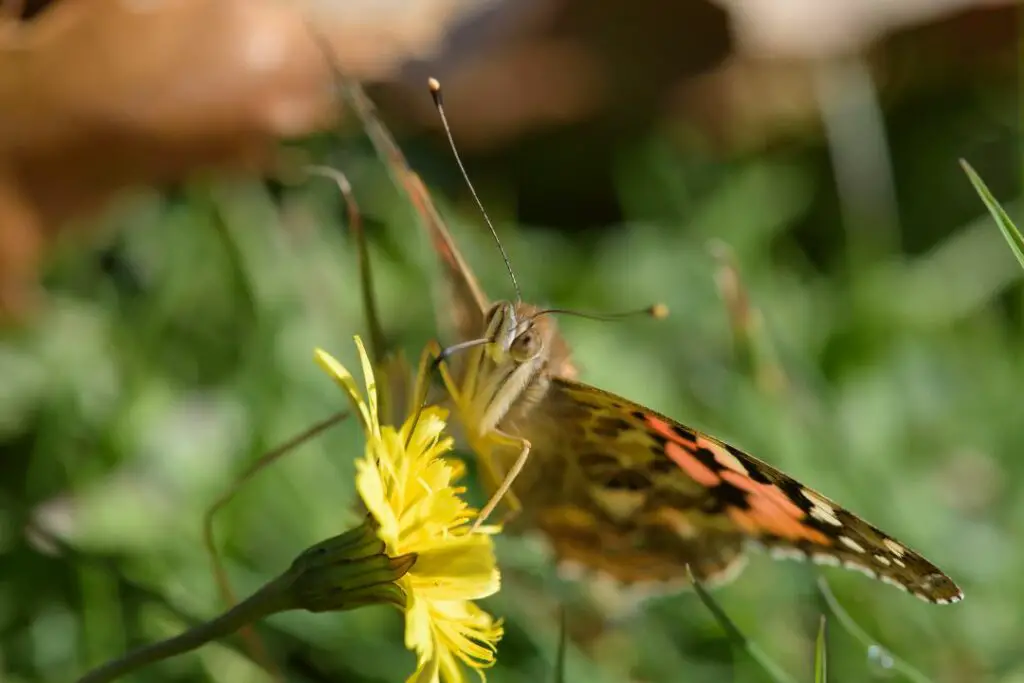 Mariposa usando su probóscide para aspirar el néctar del interior de una flor.