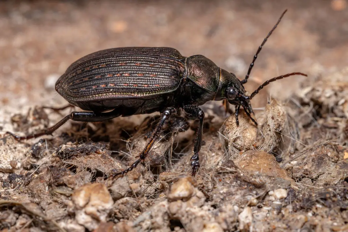 ¿Los Escarabajos Hacen Caca? (Explicación Del Insecto Frass) ¿los Escarabajos Hacen Caca? (explicación Del Insecto Frass)