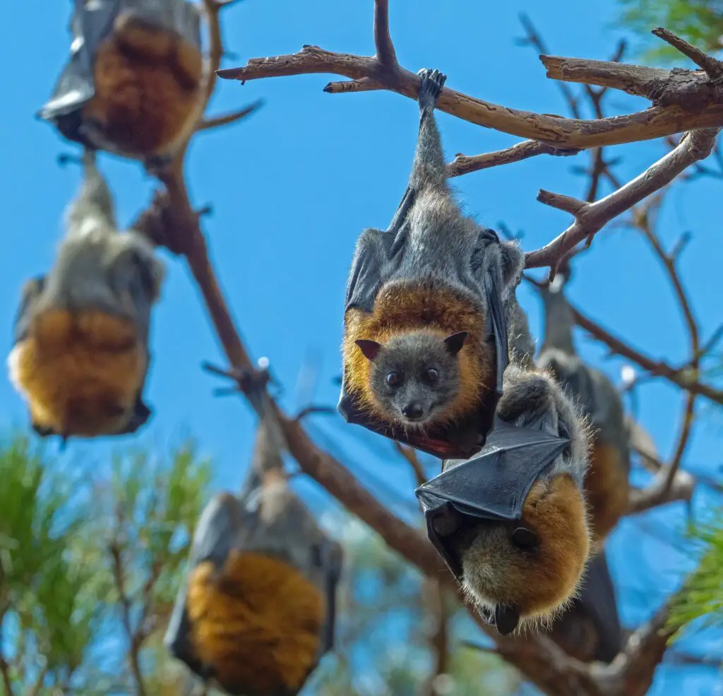 ¿Los Murciélagos Comen Abejas? Se Revela La Verdad Sobre Las Dietas De Los Murciélagos ¿los Murciélagos Comen Abejas? Se Revela La Verdad Sobre Las