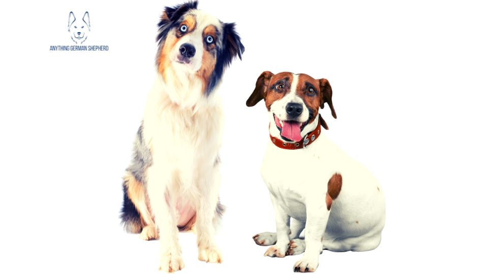 ¿Los pastores australianos son buenos con otros perros? 5 pastor-australiano-y-jack-russell-sentados-juntos-en-el-suelo