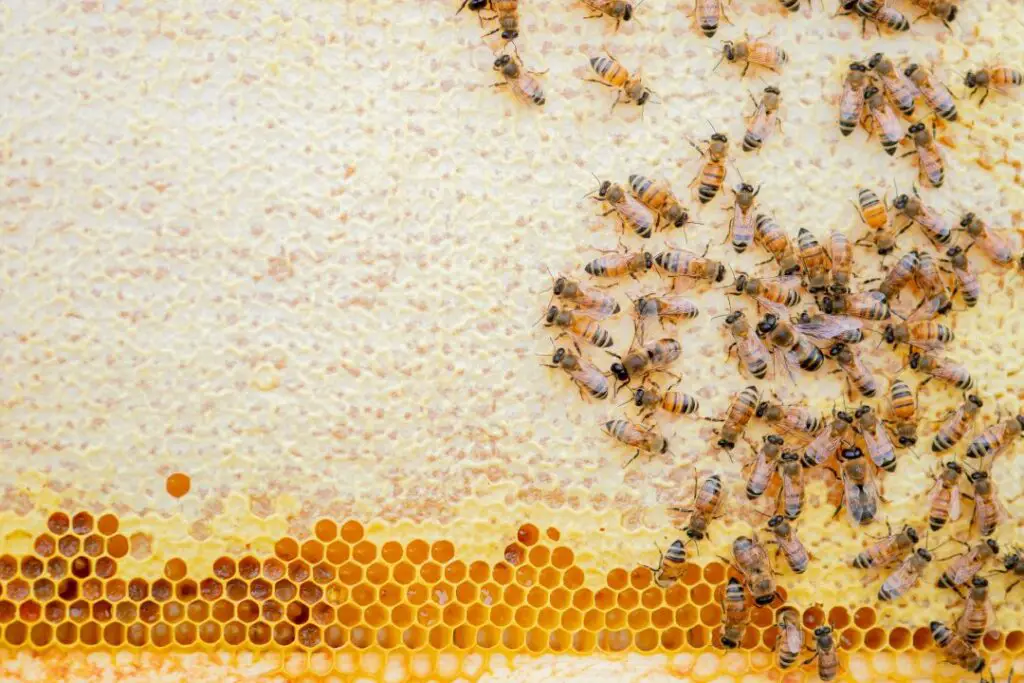 cientos de abejas obreras tapando celdas en el panal