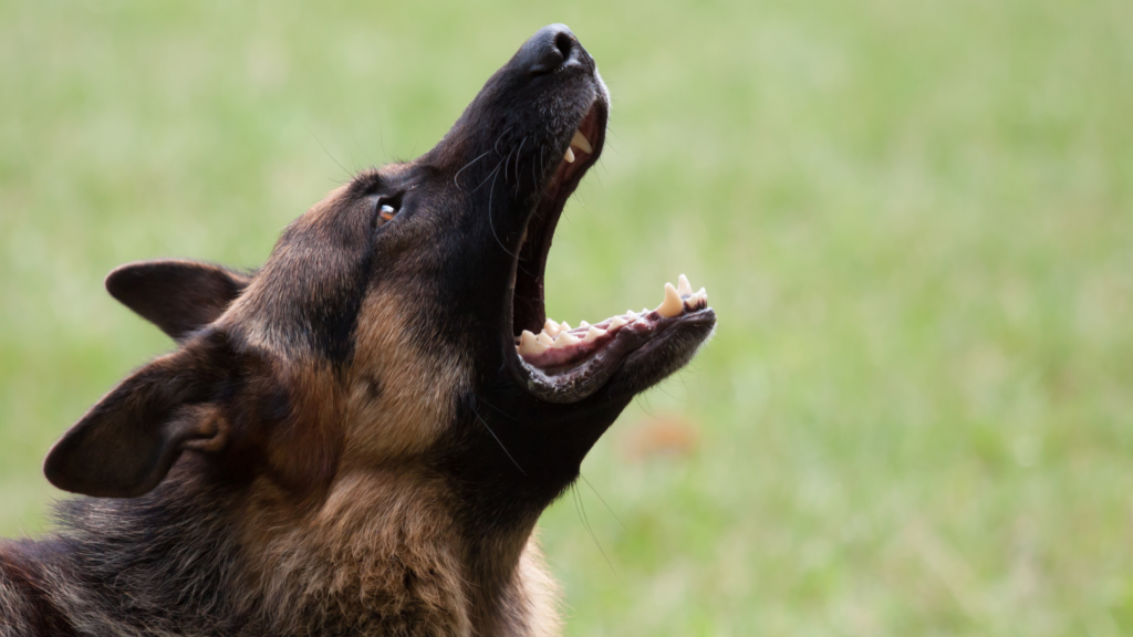 perro-pastor-alemán-aullando-mientras-está-parado-en-un-campo