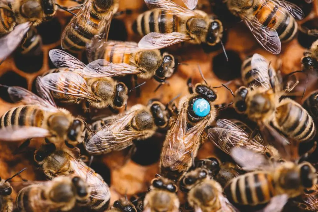 abeja reina que ha sido marcada por un apicultor