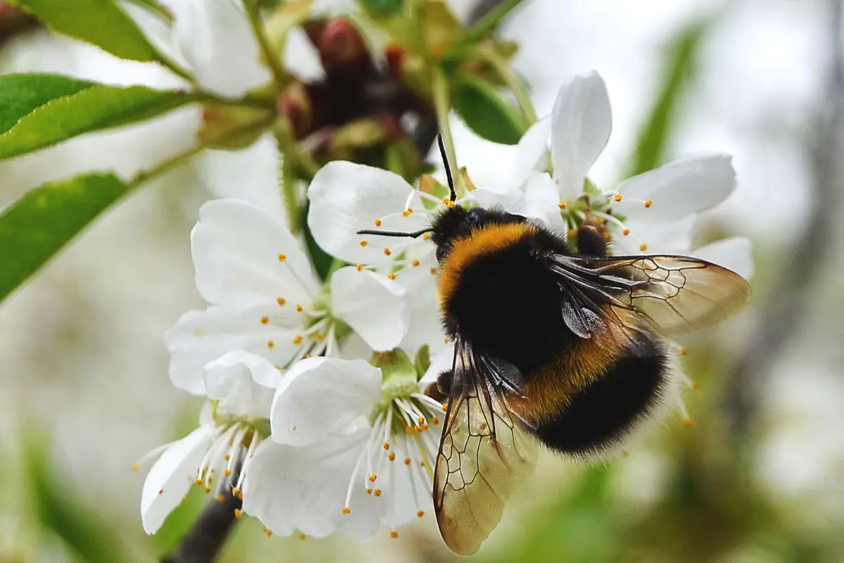 ¿Por Qué Las Abejas Son Peludas? (Explicación De La Piel De Abeja) ¿por Qué Las Abejas Son Peludas? (explicación De La Piel