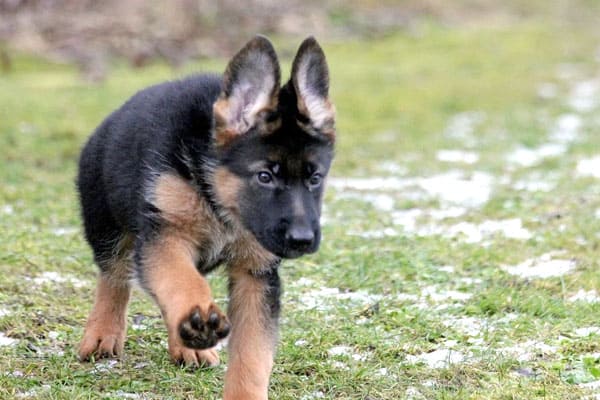 ¿por Qué Mi Cachorro De Pastor Alemán Bebe Tanta Agua: