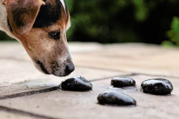 ¿Por qué mi perro está obsesionado con las piedras?  - ¿Por qué mi perro está obsesionado con las piedras?