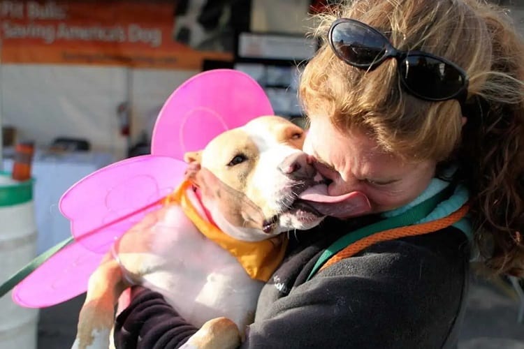 ¿Por qué mi perro me lame la nariz y cómo evitarlo? 1 Razones por las que al perro le gusta lamerse la nariz