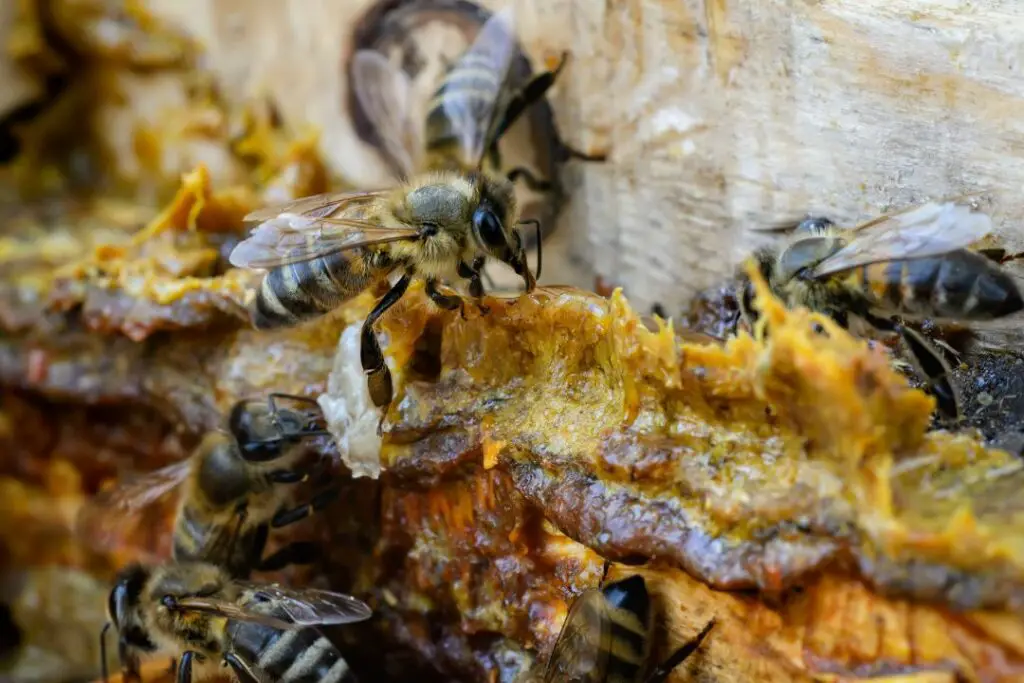 Abejas protectoras listas para dar la alarma si un depredador se acerca