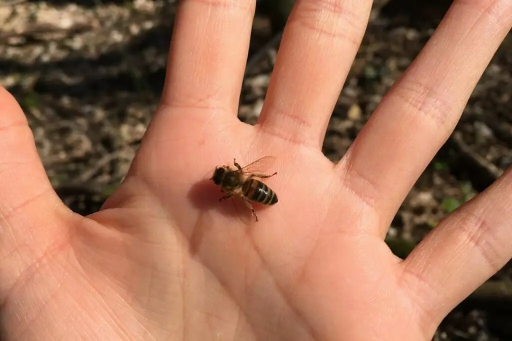 una abeja descansando tranquilamente en la mano de alguien