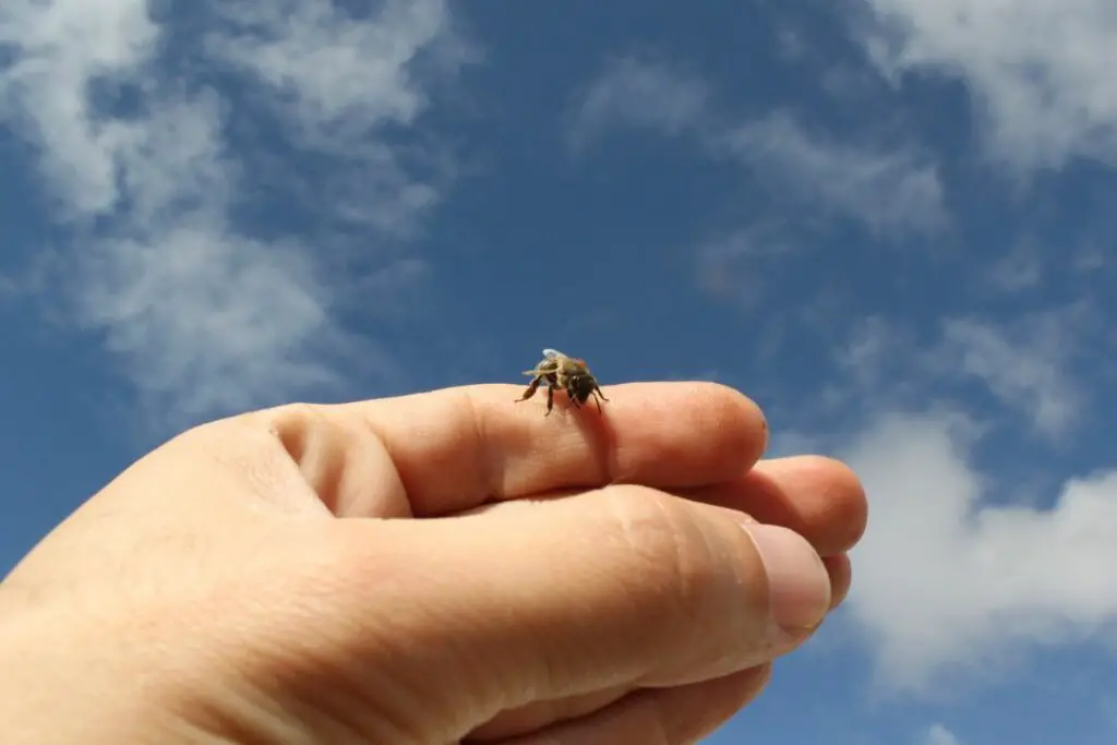 una abeja descansando tranquilamente en mi mano