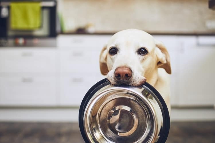 ¿Cómo alimentar a su perro con fiambres (sin preocuparse por los riesgos para la salud)?