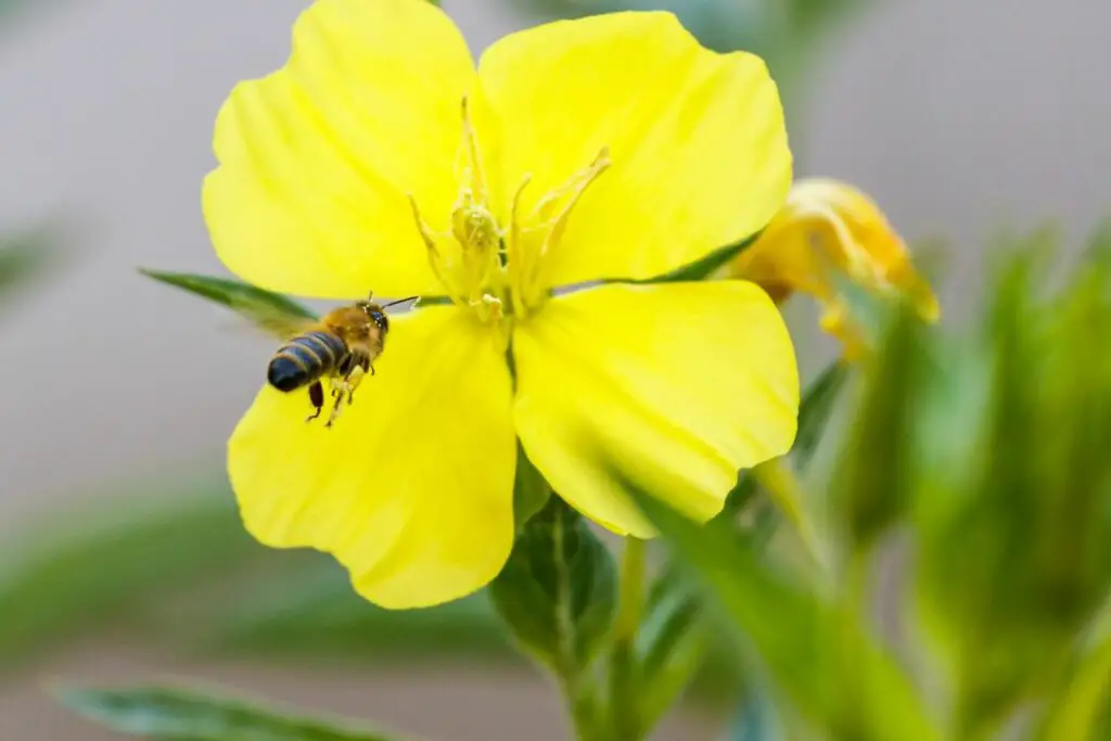 abeja melífera en vuelo para recolectar recursos preciosos de una flor