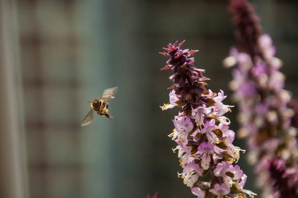 abeja melífera en pleno vuelo usando su sentido del olfato para localizar la siguiente flor adecuada para buscar alimento