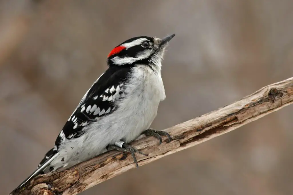 el pájaro carpintero velloso