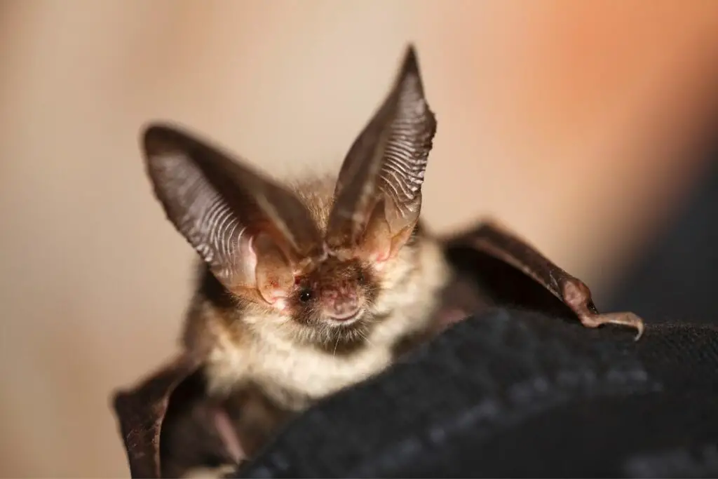 el pequeño murciélago marrón