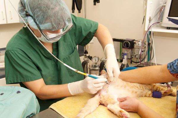 ¿Qué es la uretrostomía perineal en gatos? - ¿Cuánto tiempo dura una uretrostomía perineal en un gato?