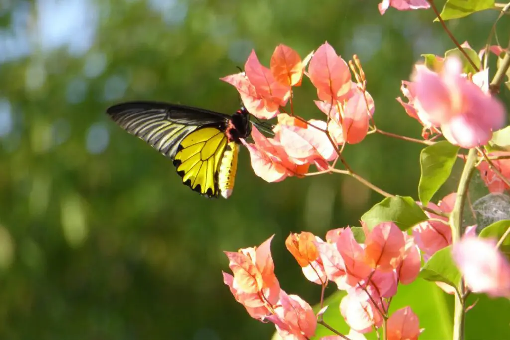 mariposa calentándose bajo el sol de la mañana