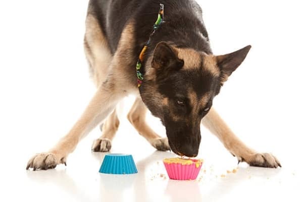 ¿Qué no pueden comer los pastores alemanes? Nunca le dé estos 12 alimentos a su perro pastor alemán 1 pastor-aleman-comiendo-muffin