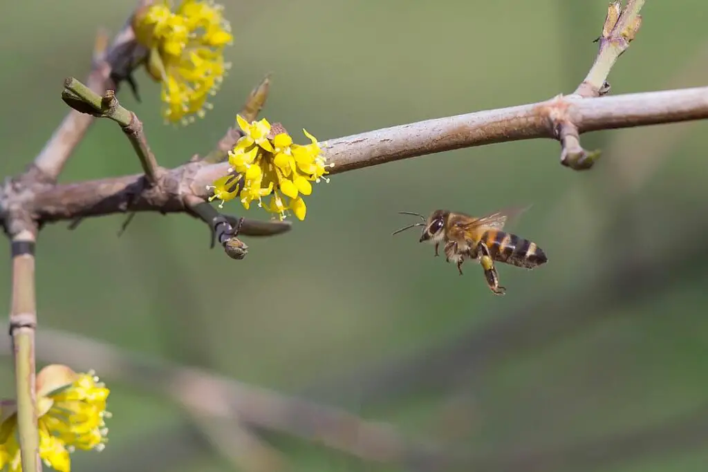 una abeja exploradora buscando un nuevo hogar para la colonia