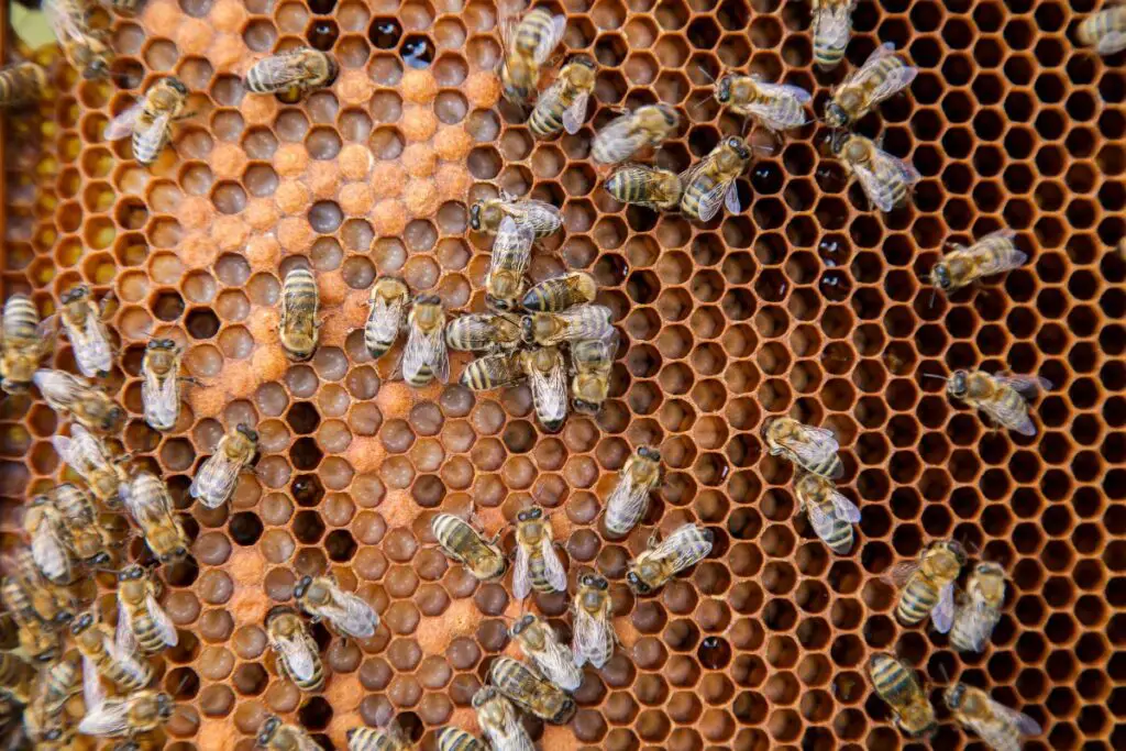 abeja nodriza tapando huevos en sus celdas