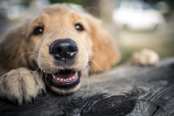 ¿Por qué mi perro está obsesionado con las piedras?  - ¿Por qué mi perro mastica o come piedras?