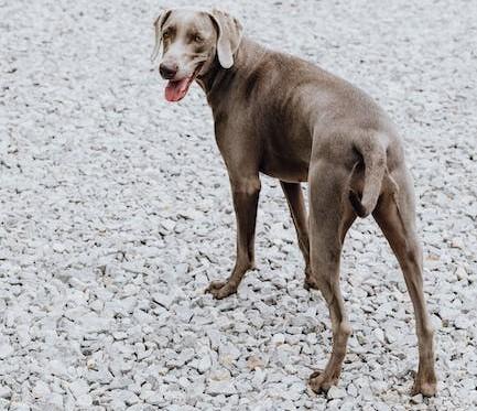 ¿Por qué mi perro está obsesionado con las piedras?  - 