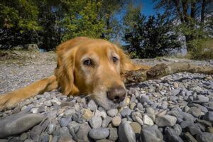 ¿por Qué Mi Perro Está Obsesionado Con Las Piedras?