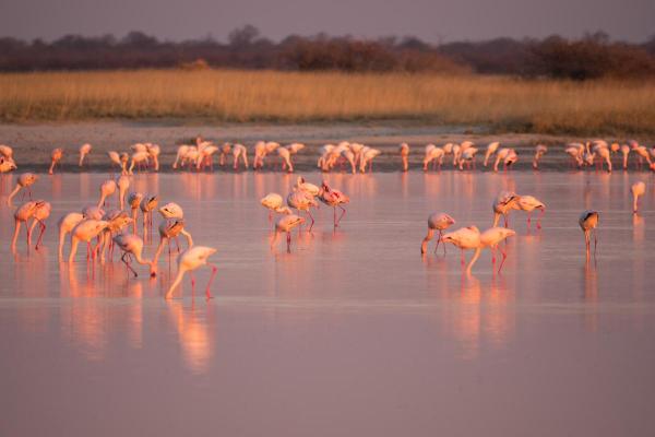 ¿Dónde viven los flamencos en estado salvaje? - Áreas protegidas para flamencos