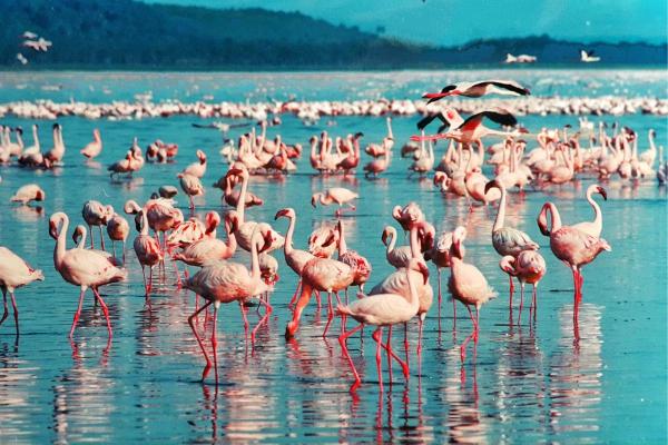¿Dónde viven los flamencos en estado salvaje? - Hábitat de los flamencos