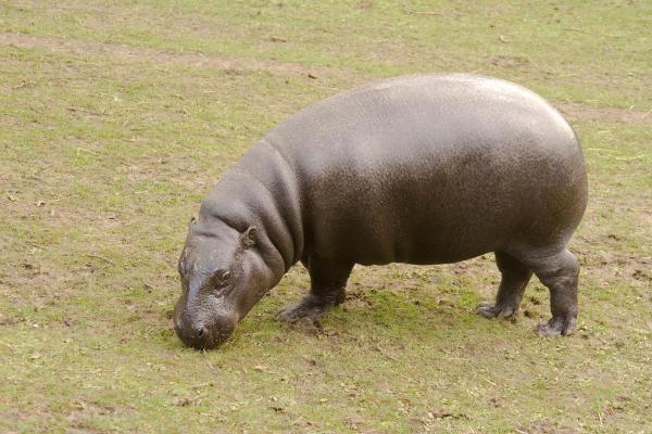 ¿Cuántos tipos de hipopótamos existen? - Hipopótamo pigmeo (Choeropsis liberiensis)
