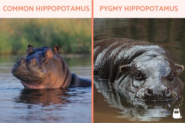 ¿Cuántos tipos de hipopótamos existen? - ¿Cuántos hipopótamos hay en el mundo?