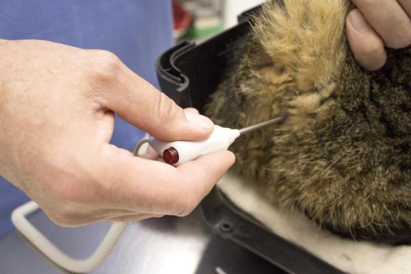 Enema para gatos en casa - Cómo administrar un enema para gatos en casa