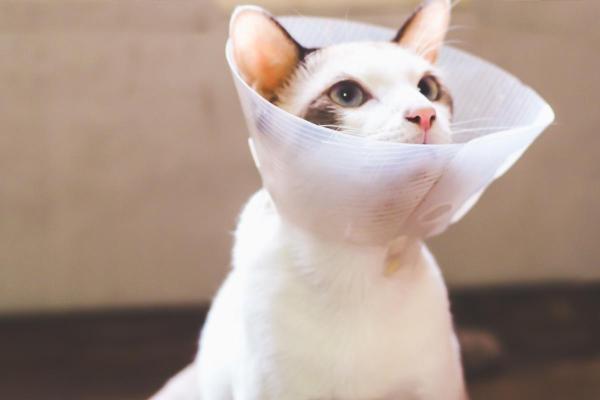 ¿Qué es la uretrostomía perineal en gatos? - ¿Cuáles son los cuidados posteriores a una uretrostomía perineal en gatos?