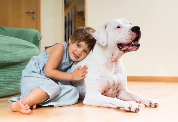 Problemas de salud más comunes del Dogo Argentino: displasia de cadera
