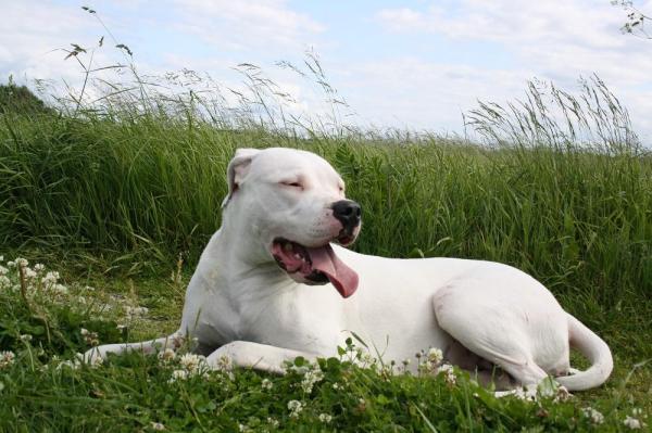 Problemas de salud más comunes del Dogo Argentino - Enfermedades de la piel