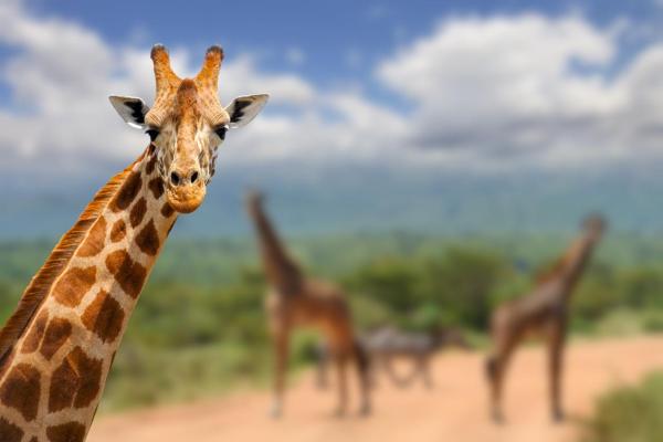 ¿Cuántas especies de jirafas hay?  - Jirafa del Sur (Giraffa giraffa)