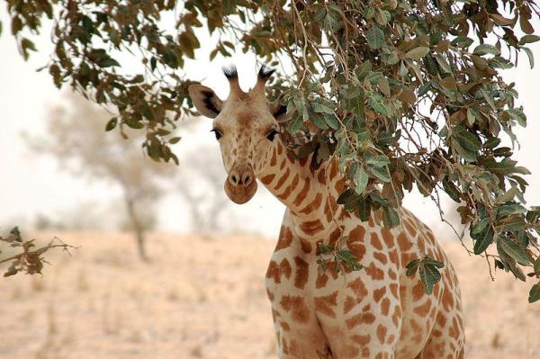 ¿Cuántas especies de jirafas hay?  - Jirafa del Norte (Giraffa camelopardalis)