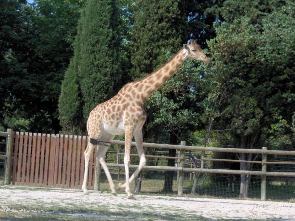 ¿Cuántas especies de jirafas hay?  - Jirafa reticulada (Giraffa reticulata)