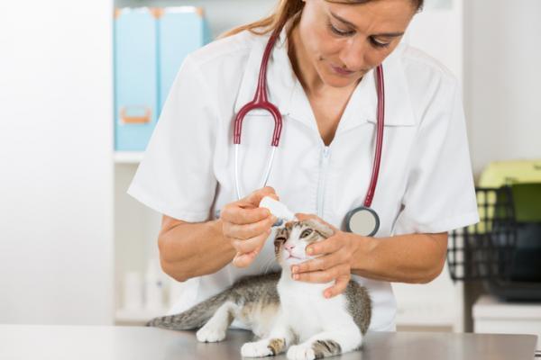 Clamidiosis en gatos - Síntomas y tratamiento - Tratamiento para la clamidiosis en gatos