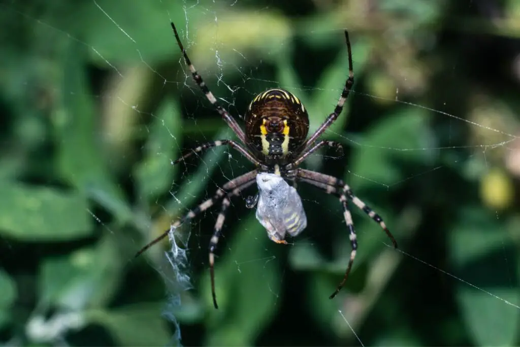 Avispa firmemente envuelta en una tela de araña.