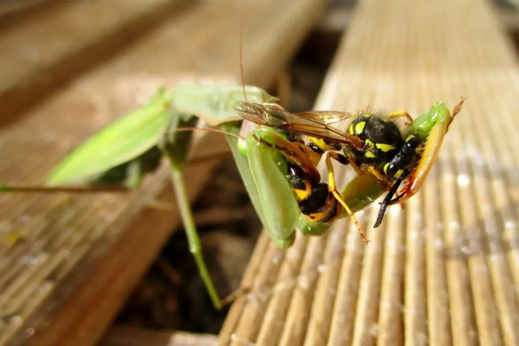 avispa en las garras de una mantis depredadora