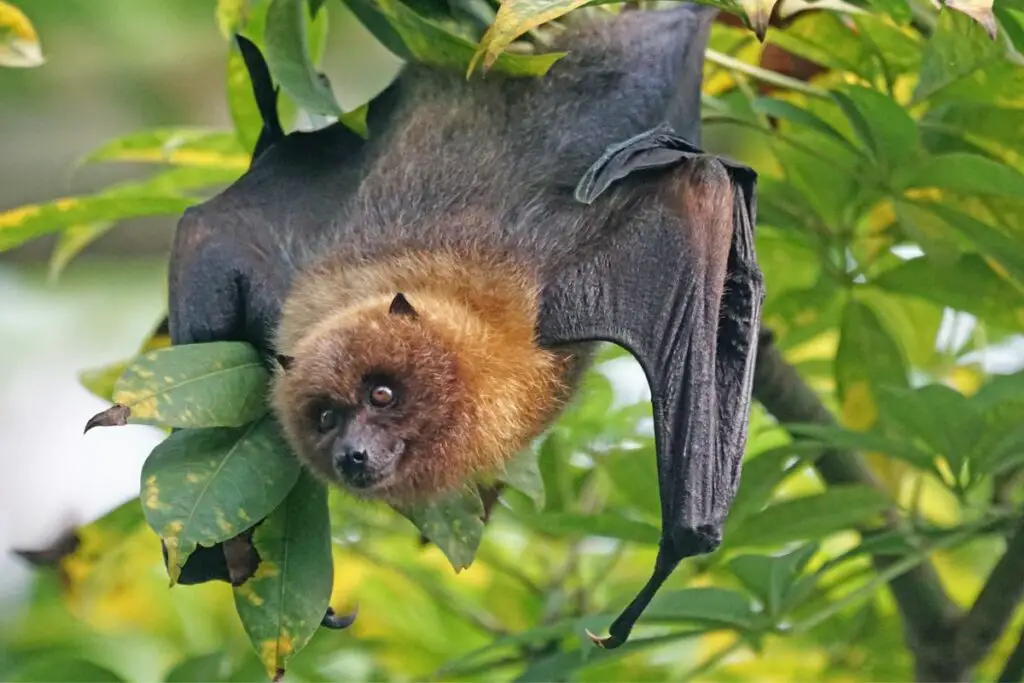 murciélago grande colgando de un árbol