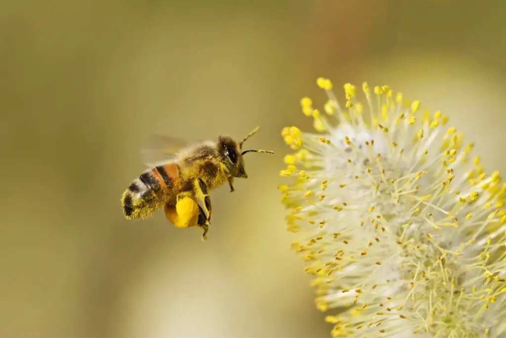 Abeja melífera con cestas de polen llenas sobre sus patas traseras.