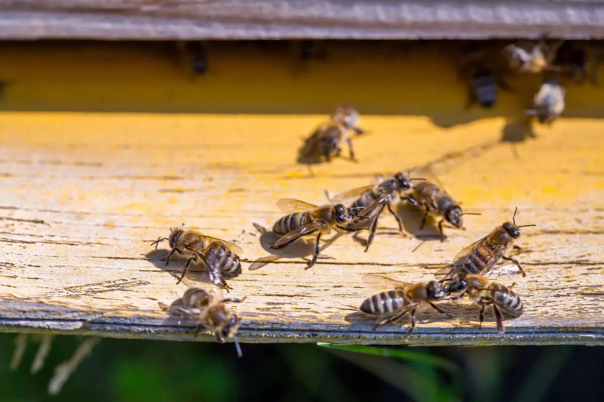 ¿qué Son Las Abejas Guardianas? Protegiendo La Colmena De Intrusos