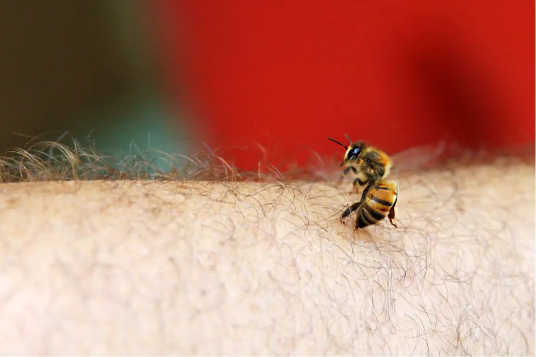 ¿La Picadura De Una Abeja Es ácida O Alcalina? (Explicación De La Química De La Picadura) ¿la Picadura De Una Abeja Es ácida O Alcalina? (explicación