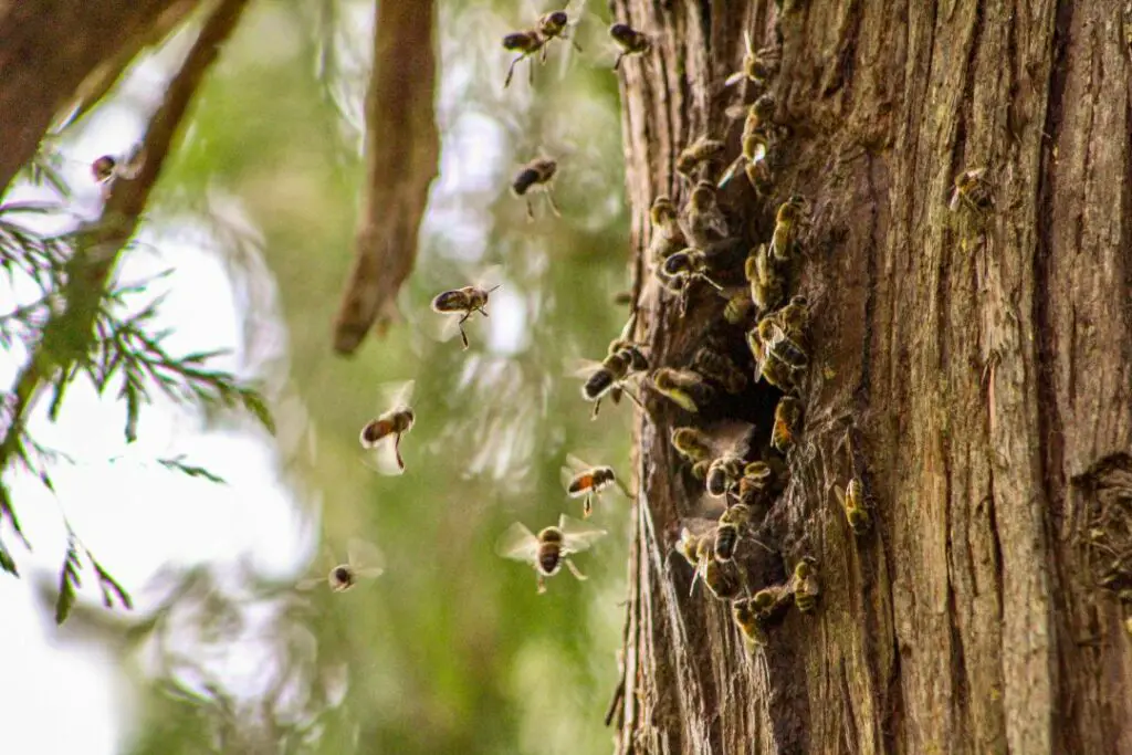 Las abejas hacen su hogar en un agujero en un árbol.