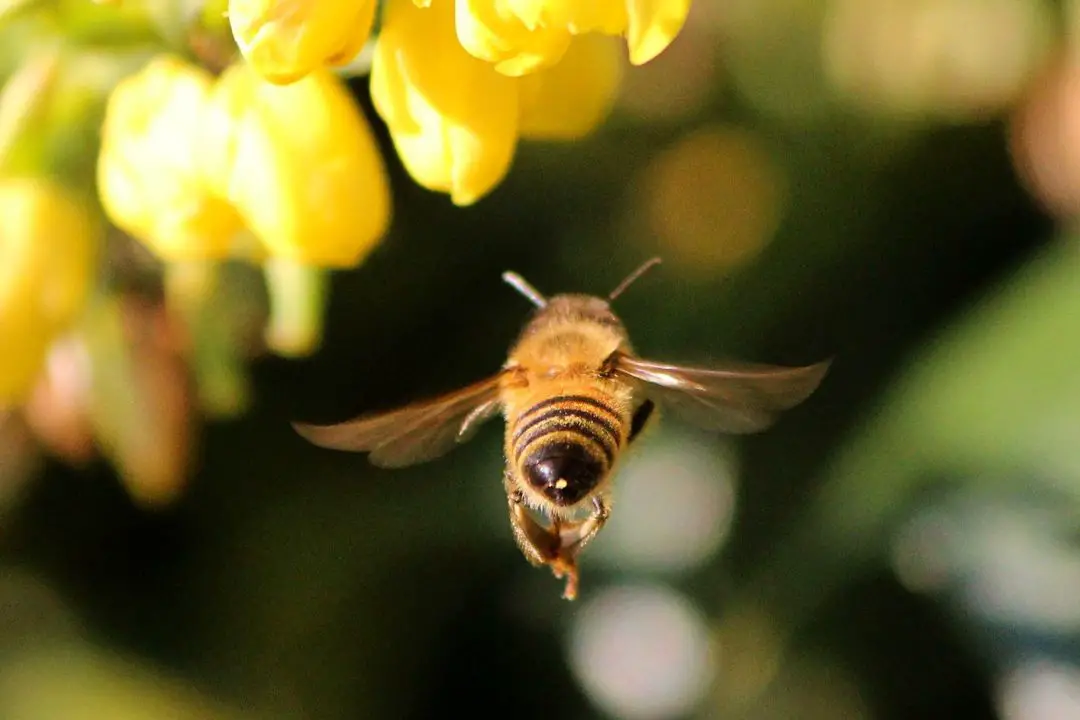 ¿Qué Son Las Abejas Exploradoras? Funciones De Las Abejas Melíferas Explicadas ¿qué Son Las Abejas Exploradoras? Funciones De Las Abejas Melíferas