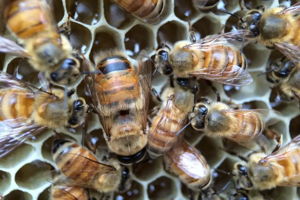 abejas obreras y drones
