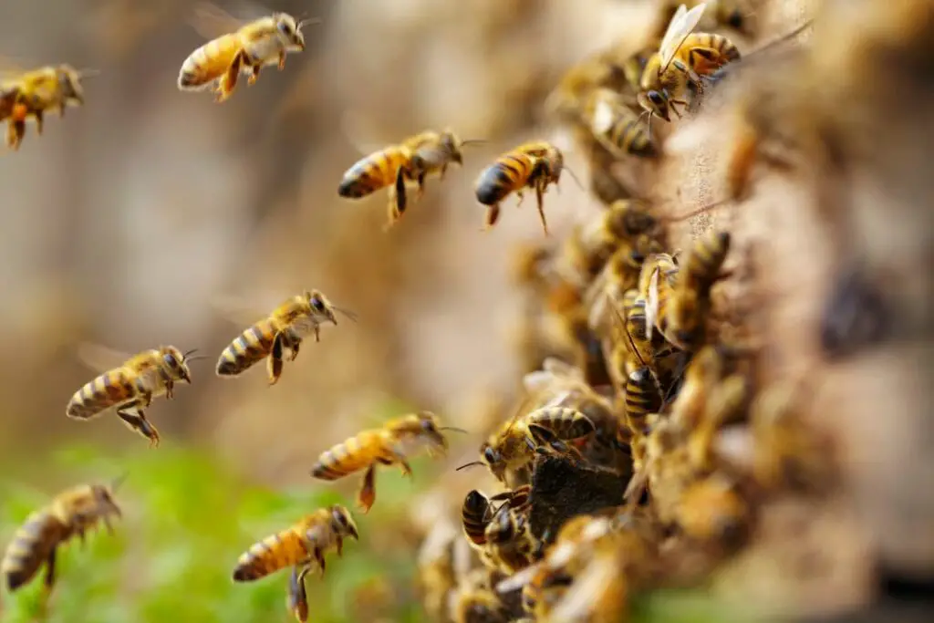 Cientos de abejas melíferas adultas regresan de sus vuelos de alimentación.